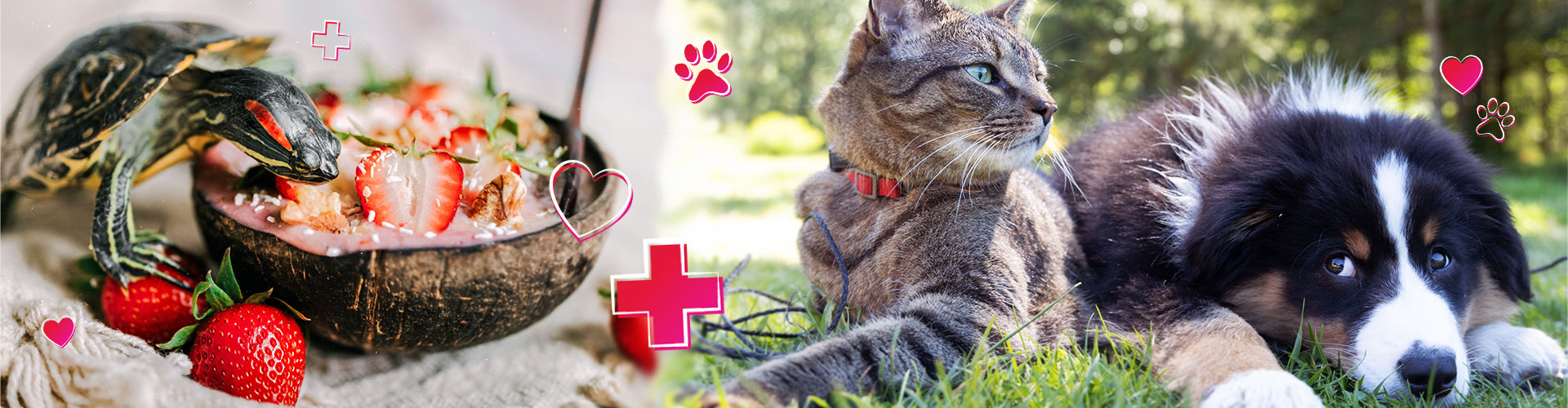 Pet Wellness and Loyalty banner featuring pet turtle eating smoothie bowl and a cat and dog laying next to each other