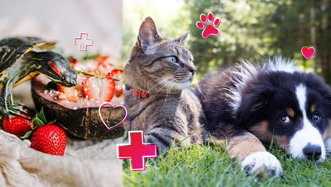 Pet Wellness and Loyalty: A Retail Safari® Exclusive